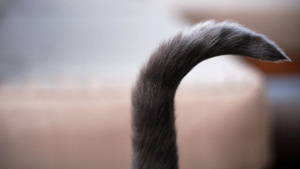 cat-tail